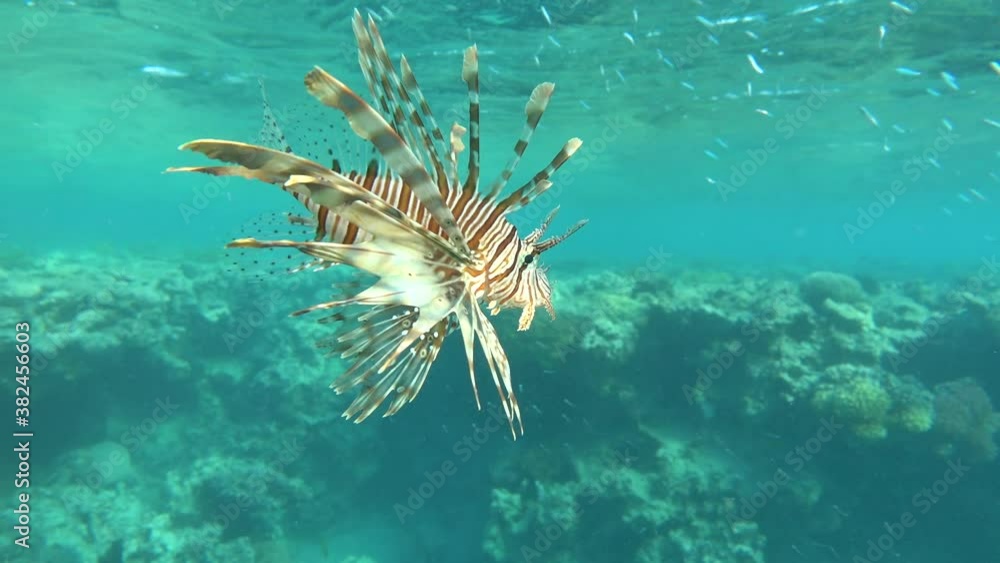 Lion Fish in the Red Sea. Lion Fish in the Red Sea.