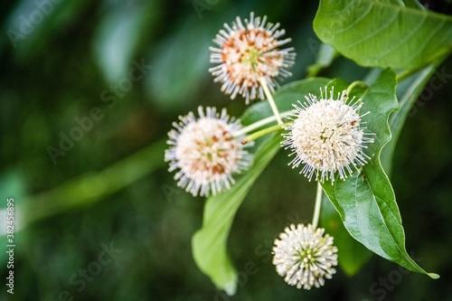 white flower in the garden