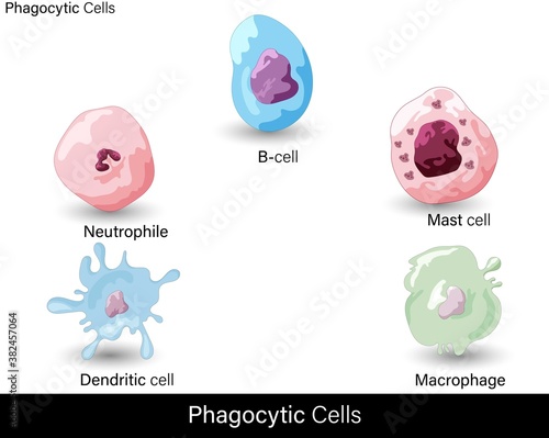 vector of Cells of the immune system involved in  phagocytic mechanism : B cell, Mast cell, Neutrophil, Macrophage, dendritic cell