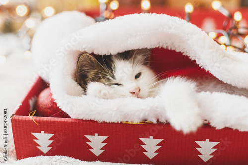 Adorable kitten sleeping in cozy santa hat in red box on background of ornaments and lights