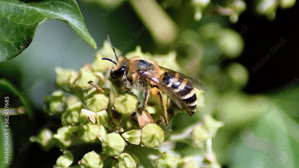 Ivy Bee on ivy flowers Ivy Bee on ivy flowers