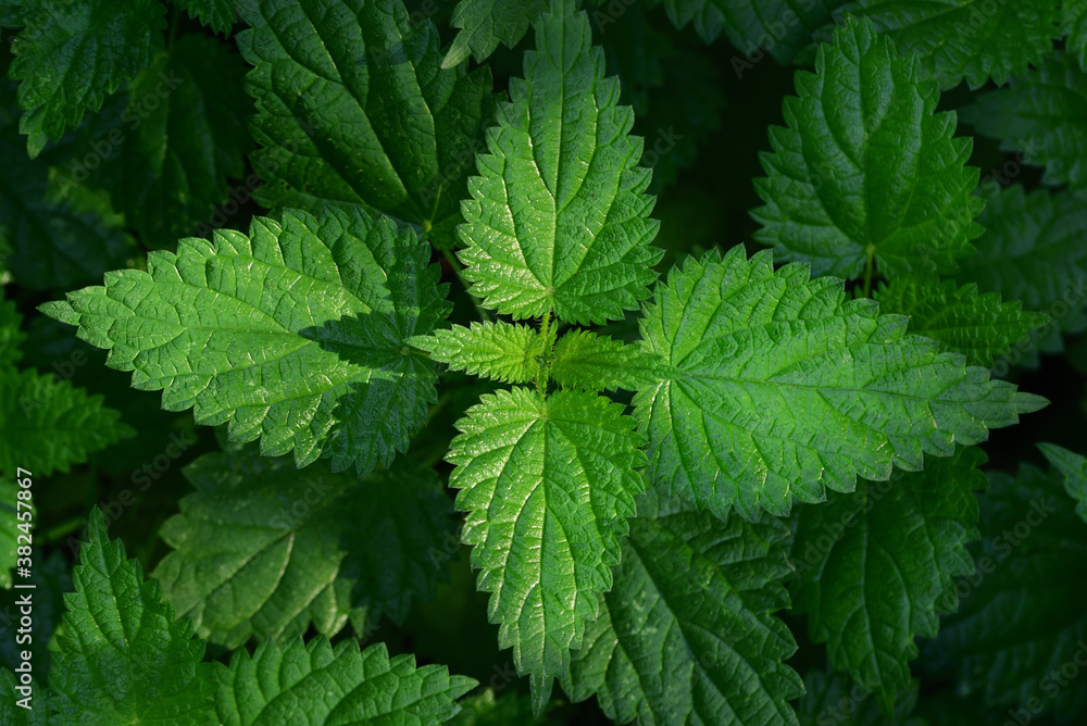 Green nettle leaves are photographed from above, creating a fresh background Green nettle leaves are photographed from above, creating a fresh background