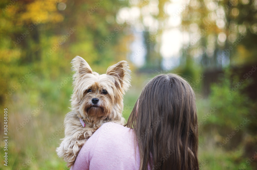 Dog in autumn nature. Selective focus. York walking and hiking in the park. Dog in autumn nature. Selective focus. York walking and hiking in the park.