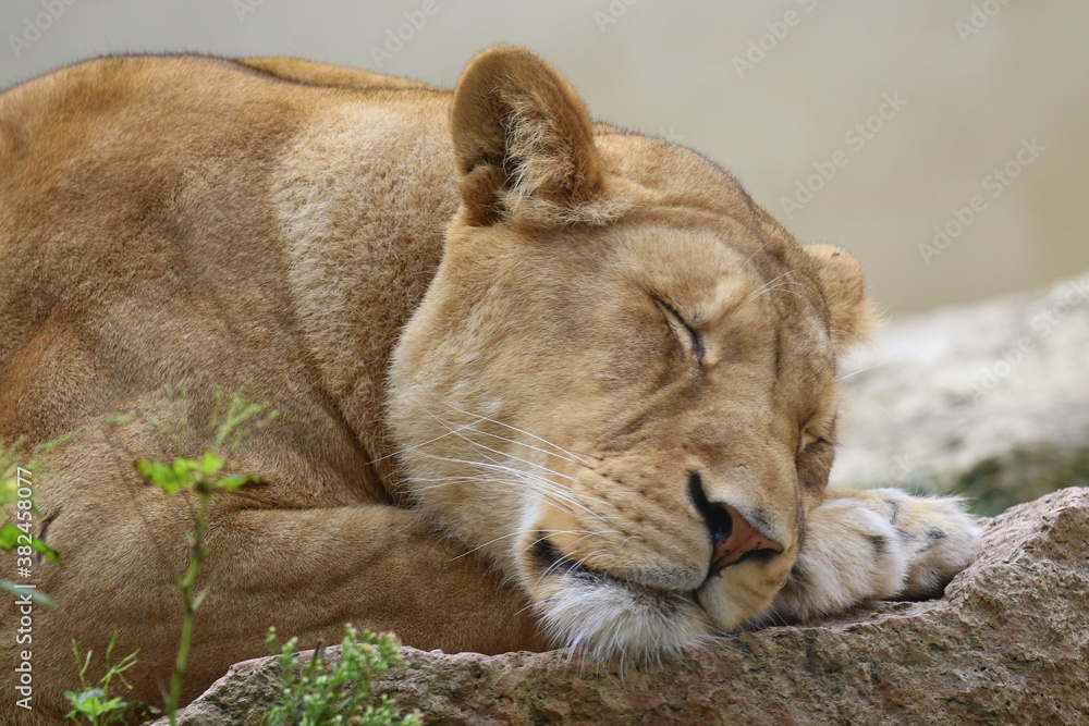 Fototapeta premium Lioness sleeping with her head on her paws, portrait