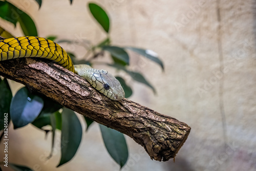 Fotografie Closeup of a western green mamba snake resting on a tree