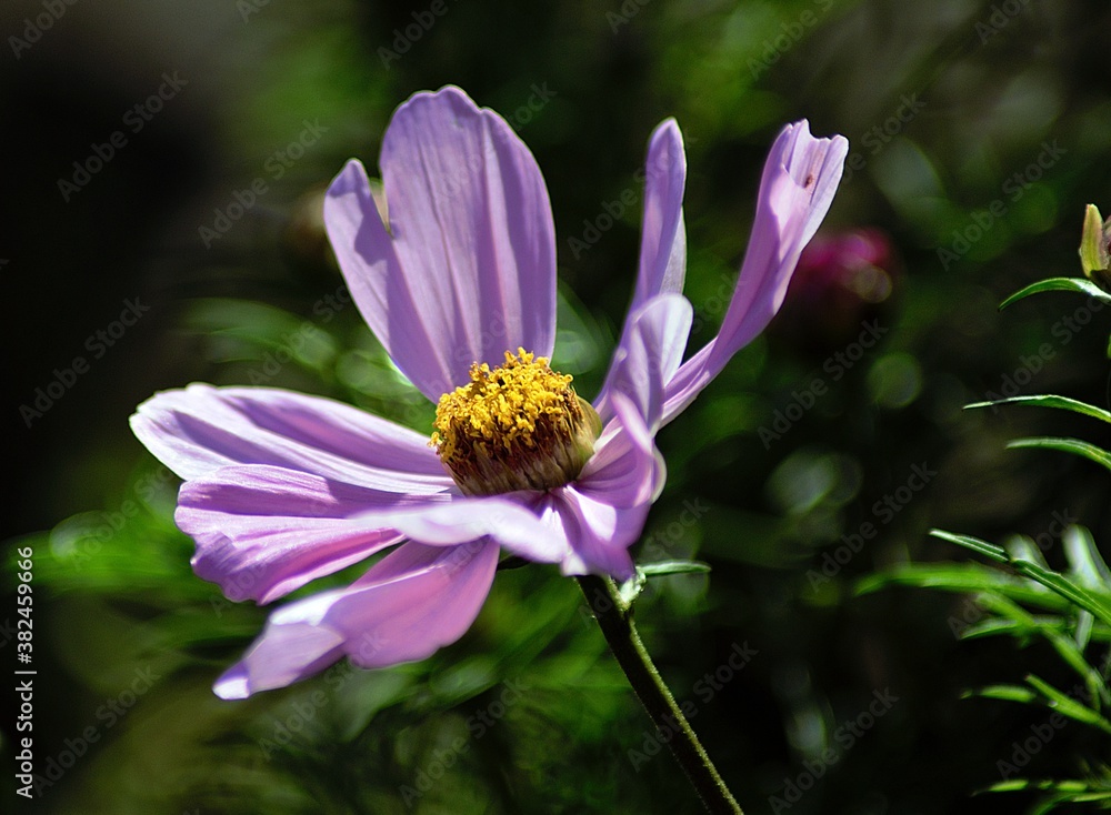 Fototapeta premium Cosmos flower in the sunshine