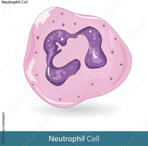 Vector of human Neutrophile, function: phagocytosis and antigen presentation and activation of adaptive immune system photo