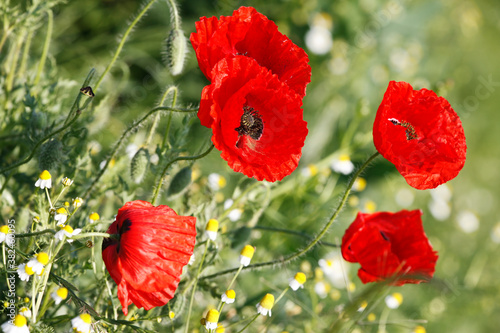 Fotografía Poppy flowers in spring, may