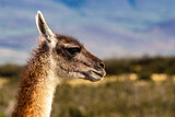 close-up do perfil da cabeça de um guanaco com a paisagem ao fundo