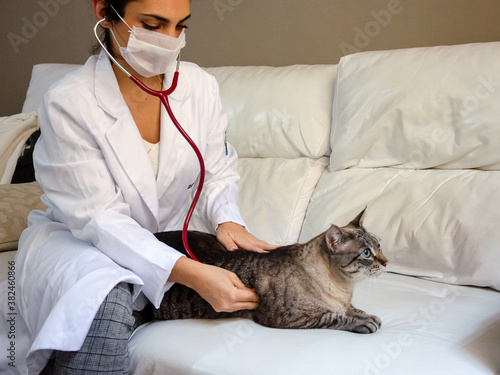 a veterinary holding a tabby cat using stethoscope