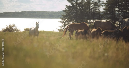 Sunlit Wildhorses In Meadow photo