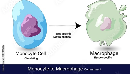 vector of differentiation of monocyte to macrophage cell  which is a phagocytic cell involved in the antigen presentation function of innate immune system