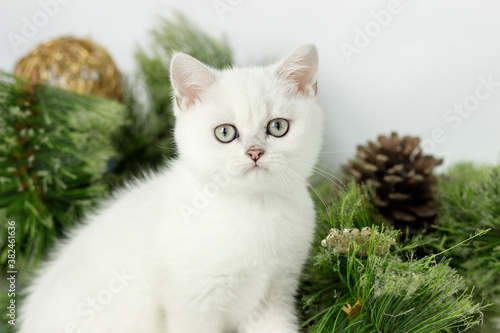 Portrait of lovely British cat wishing Merry Christmas and Happy New Year