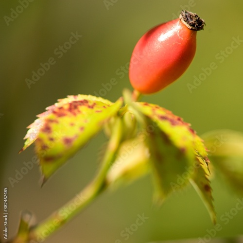 Rose hip tea, photo for red abstract background with healthy nutrition.