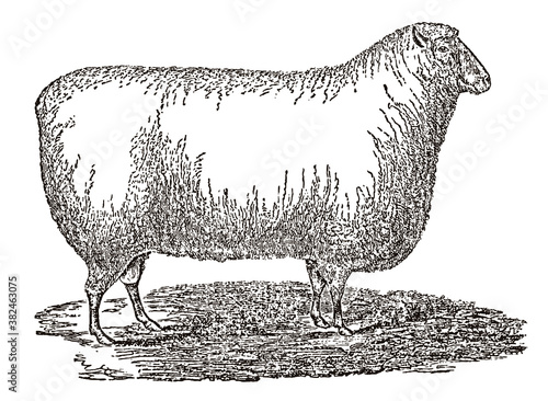 Southdown sheep in side view, after antique illustration from 19th century