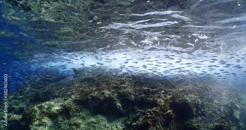  fish school underwater around the rocks sun beam sunrays blue water ocean scenery  photo