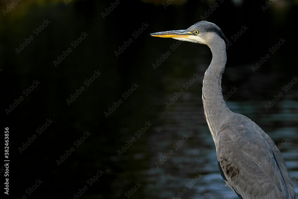 gray heron looking to the side gray heron looking to the side