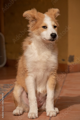 portrait of a dog / Puppy / Bordercollie