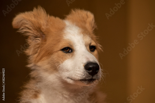 portrait of a dog / Puppy / Bordercollie