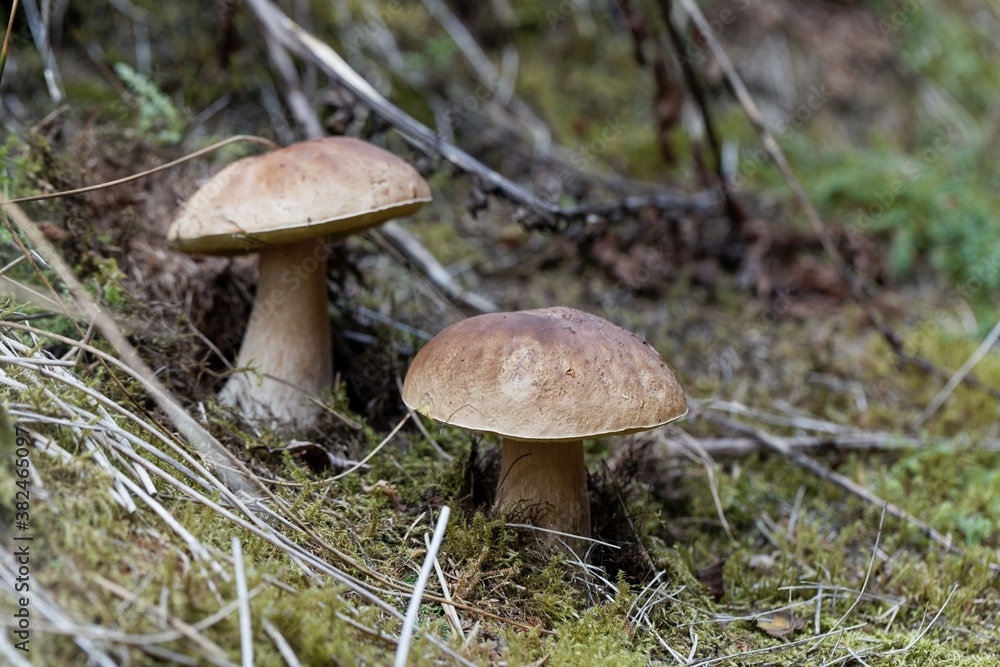 Cep Fungus, Boletus edulis Cep Fungus, Boletus edulis