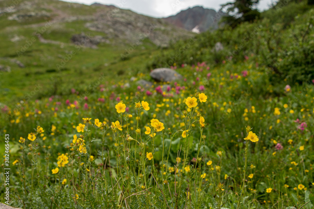 Beautiful wildflowers on a vibrant green hill in Colorado