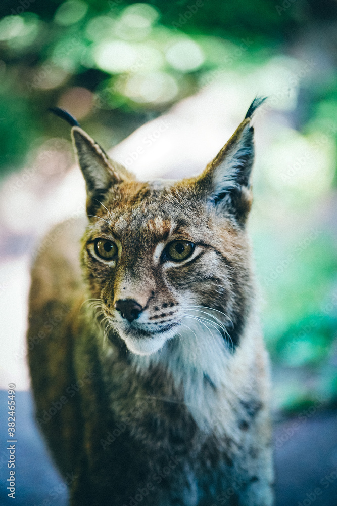 Fototapeta premium Miez Miez