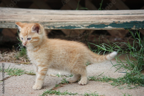 Feral Kitten