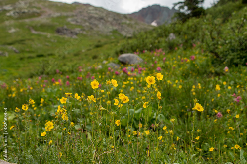 Beautiful wildflowers on a vibrant green hill in Colorado © Newman Photo