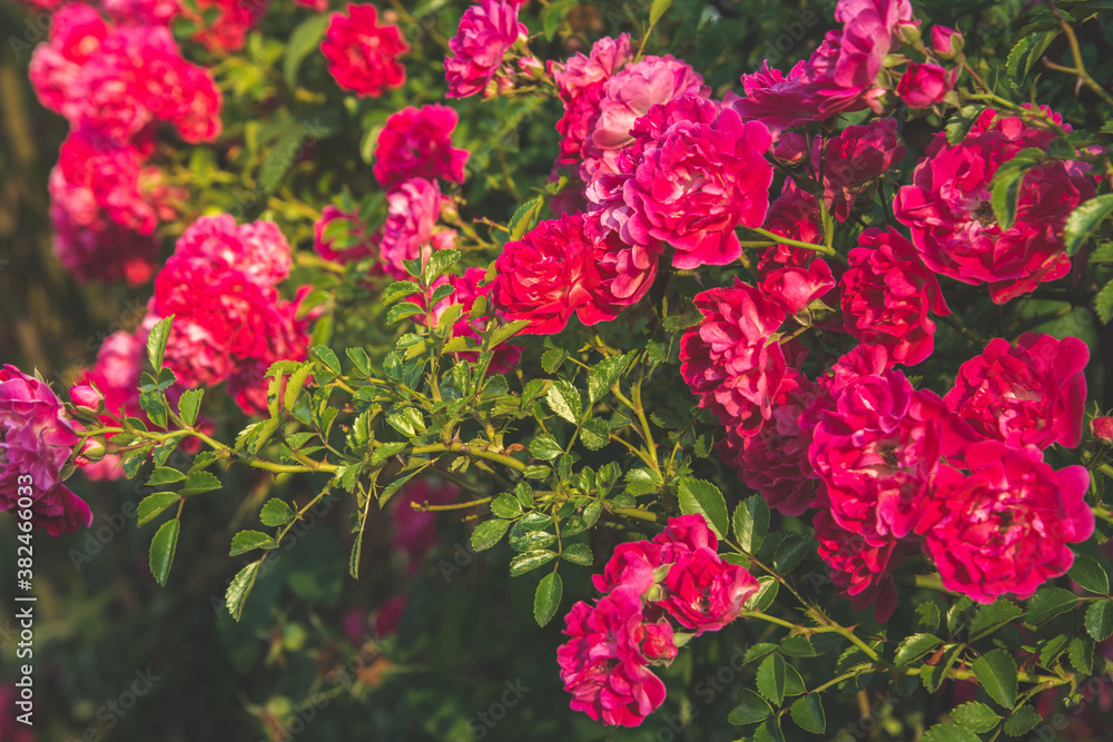 Delicate blooming pink roses bush in garden in rays of sunset Delicate blooming pink roses bush in garden in rays of sunset