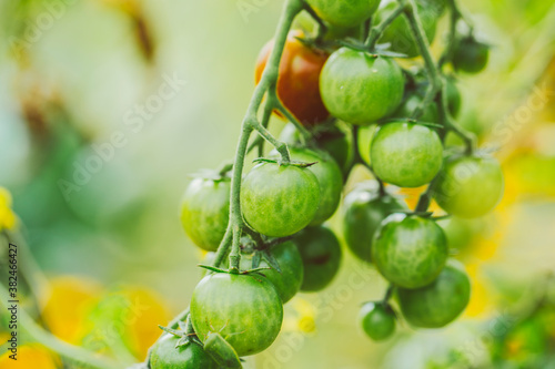 Wallpaper Mural Tomato Branch Torontodigital.ca