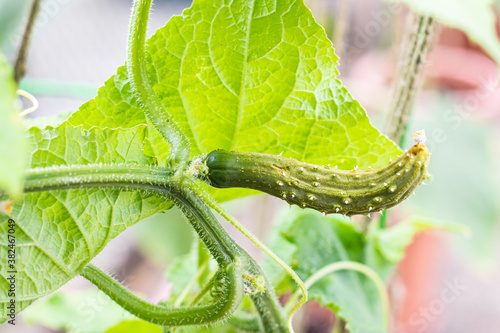 Mini Cucumber Hanging From a Trellis