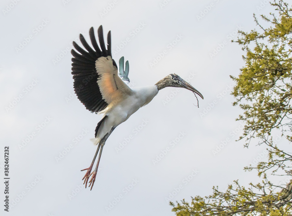 Obraz premium A wood stork (Mycteria americana) in flight, carrying a stick during nest building. It is a large American wading bird in the stork family.