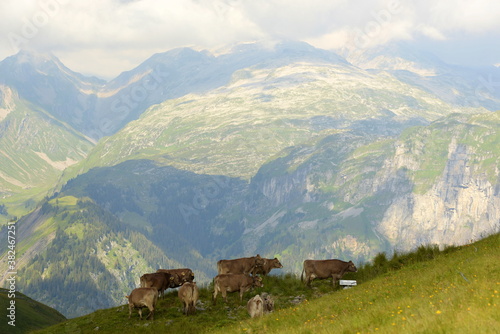 Kühe auf der Alm