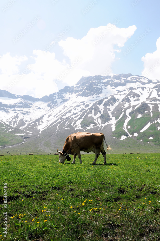 Grazing Cow in the European Alps