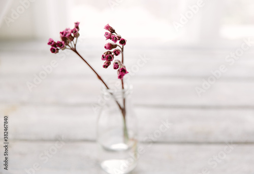 Bergenia Cordifolia flowers in a little bottle. photo