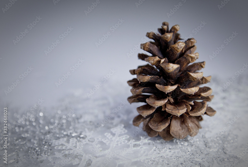 Still life of a pine cone with snowflakes Still life of a pine cone with snowflakes