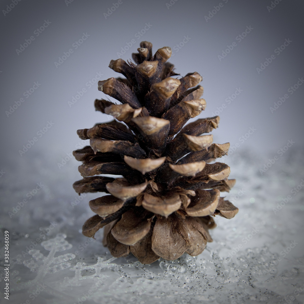 Still life of a pine cone with snowflakes Still life of a pine cone with snowflakes