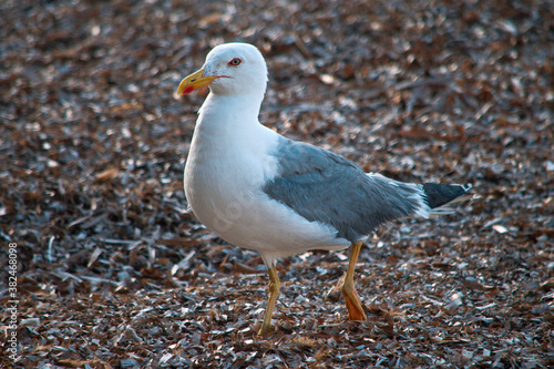 Adult seagull