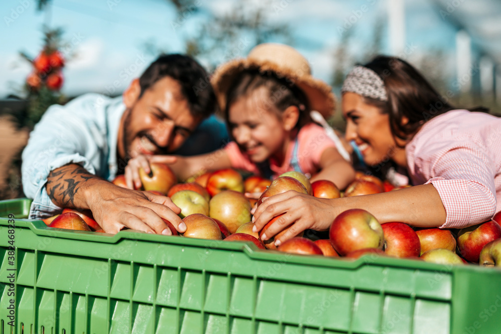 Happy family enjoying together while picking apples in orchard. Happy family enjoying together while picking apples in orchard.