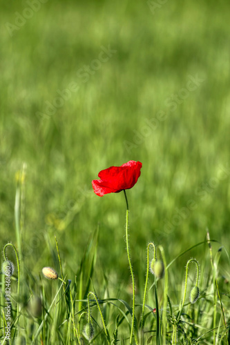 Poppy flowers in may, spring