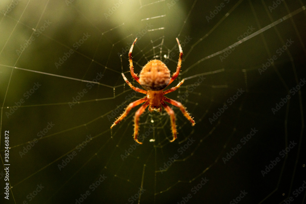 Obraz premium Spider II