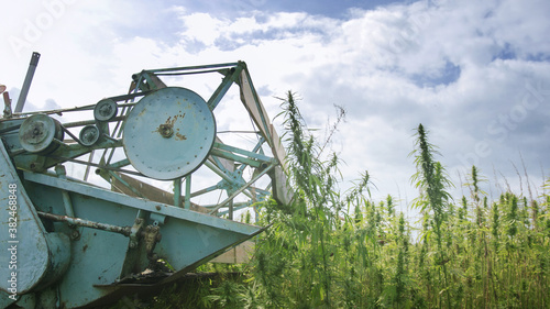 Hemp combine harvester collecting Cannabis for Cbd Cannabidiol used in many health benefits.