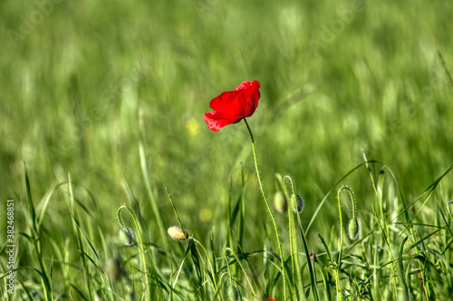 Poppy flowers in may, spring