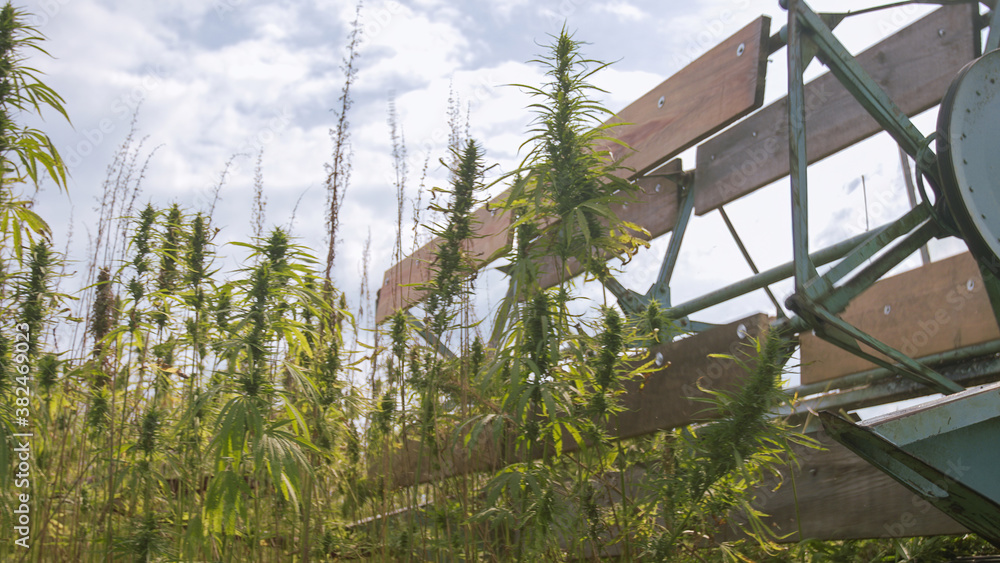 Combine harvester collecting Hemp or Cannabis on field outside.