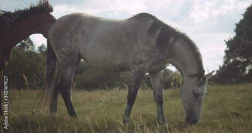 Beautiful Wildhorses Grazing In Summer photo