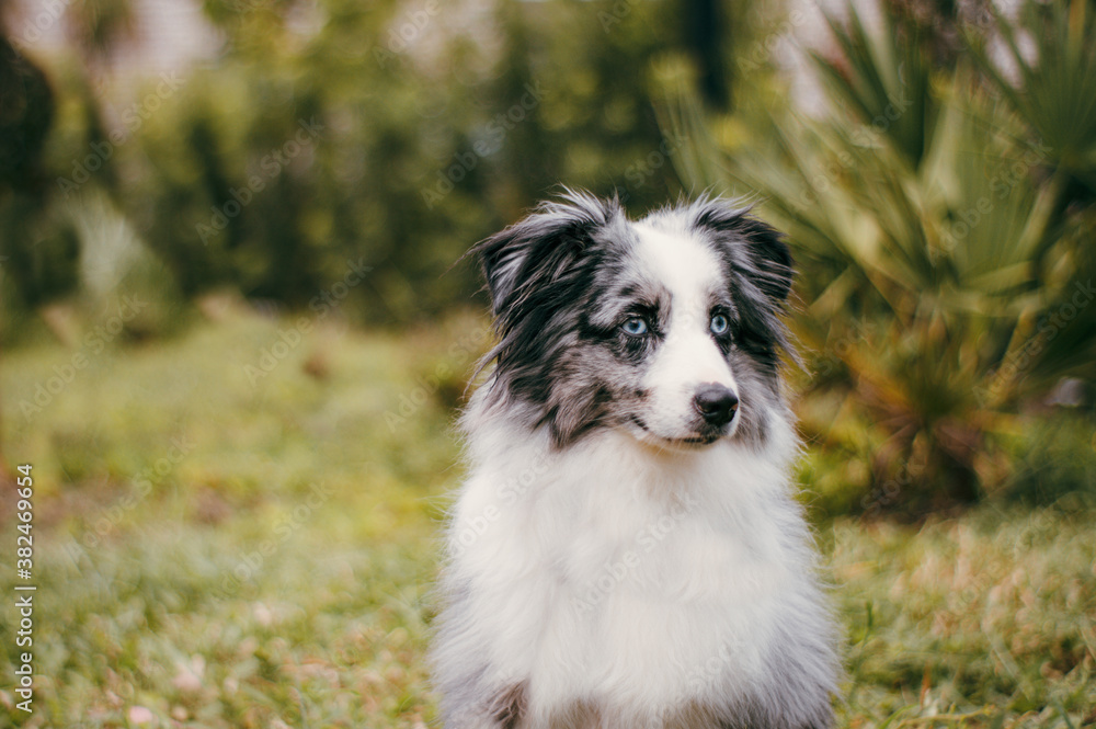 Gray and white miniature Australian shepherd outside portrait looking away from camera serious face blue eyes