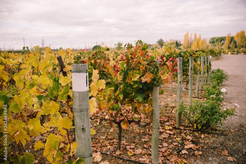 Fototapeta premium Vineyards in fall season