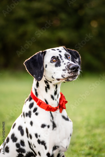 Dalmation dog with red collar outside portrait looking away from camera ears forward serious pose