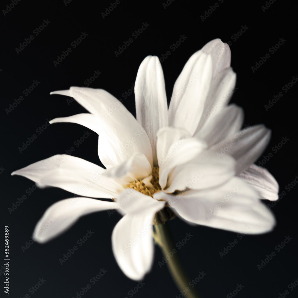 white flower on black background white flower on black background