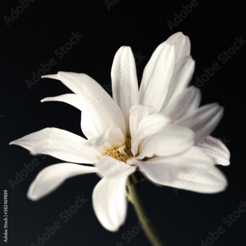 white flower on black background